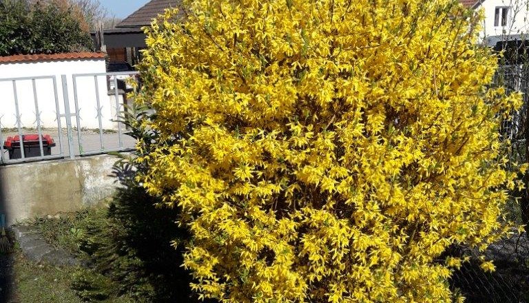 Frühling, © privat Frühling, © privat