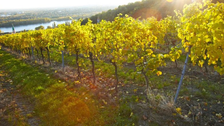 wein1, &copy; stiftklosterneuburg