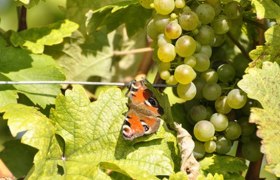 Grüner Veltliner