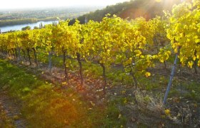 wein1, &copy; stiftklosterneuburg