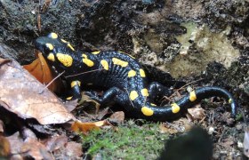 Feuersalamander, &copy; Patricia Lechner