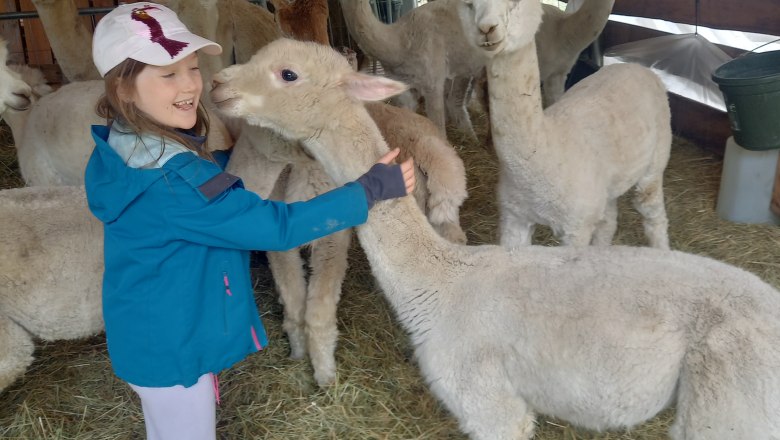 Alpkahof Klosterneuburg, &copy; Alpakahof Klosterneuburg