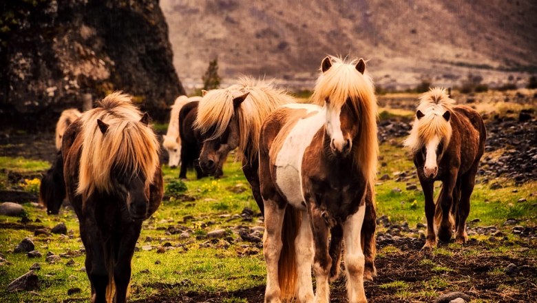Islandgest&uuml;t Babenberg, &copy; Islandgest&uuml;t Babenberg