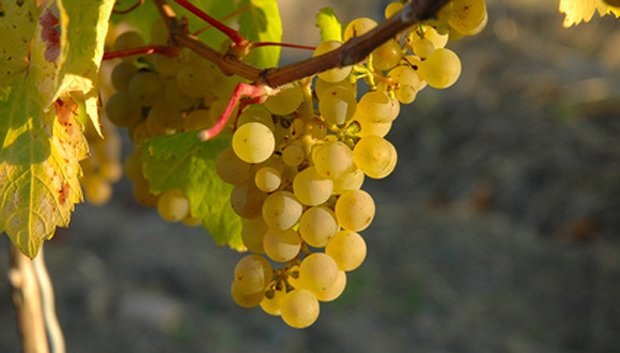 Riesling