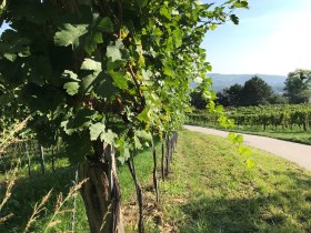 Klosterneuburg pleasure bike tour, &copy; Wienerwald