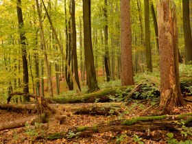 The core zone of the BPWW, &copy; Wienerwald Tourismus GmbH / G.Waiss