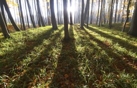 Herbststimmung im Wienerwald, © bundesforste