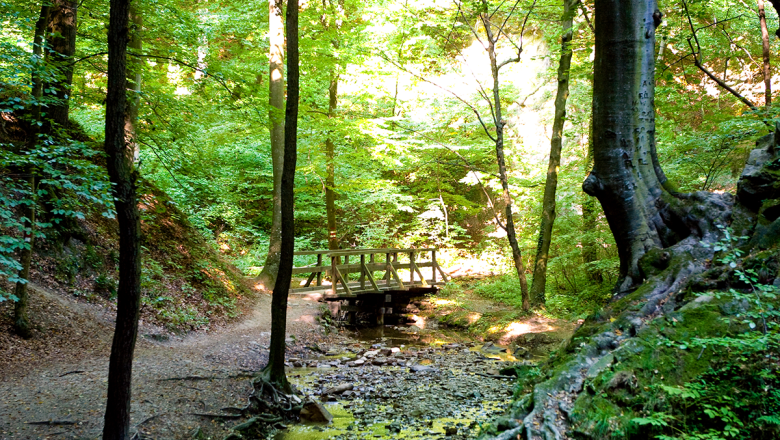 Oak grove in fall, © Naturparke Niederösterreich/Robert Herbst